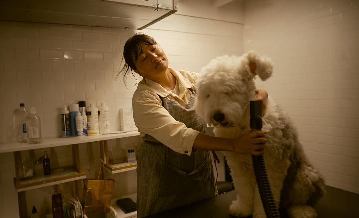 Image of a woman grooming a dog